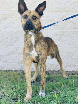 Rescue Shepherd and Hound Dogs for Adoption in Conyers, Georgia - AC#3343 "Silas" | PetCurious