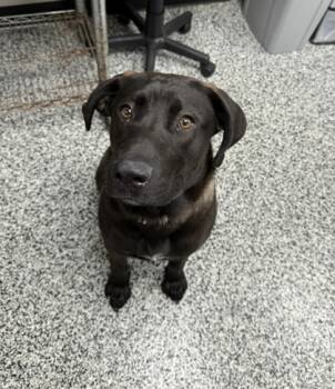 Rescue Labrador Retriever and Mixed Breed Dogs for Adoption in Vincennes, Indiana - Von | PetCurious