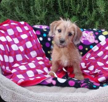 Yorkshire Terrier Dogs Available for Adoption in Mentone, California - Willow | PetCurious