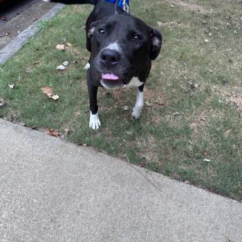 Indiana Bones 3113 -  Mixed Breed Dog for Adoption in Columbus, Georgia - Indiana Bones 3113 | PetCurious