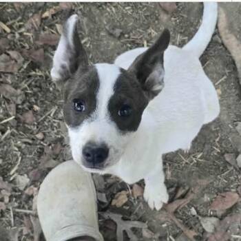 Rescue Mixed Breed Dogs for Adoption in Mount Vernon, Arkansas - Capt John | PetCurious