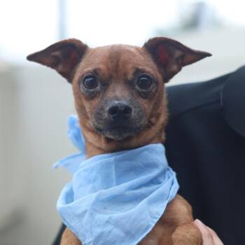 A813435 -  Chihuahua Dog for Adoption in San Antonio, Texas - A813435 | PetCurious
