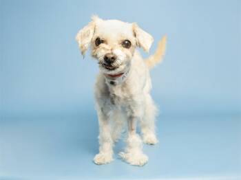 DEBBIE -  Shih Tzu Dog for Adoption in Phoenix, Arizona - DEBBIE | PetCurious