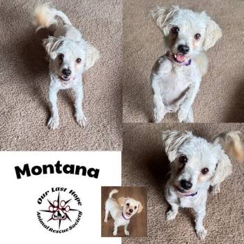 Montana -  Poodle and Maltese Dog for Adoption in Princeton, British Columbia - Montana | PetCurious