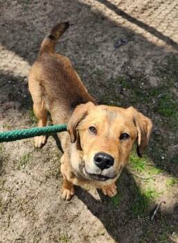 Hound Dogs Available for Adoption in Houghton Lake, Michigan - Trooper | PetCurious