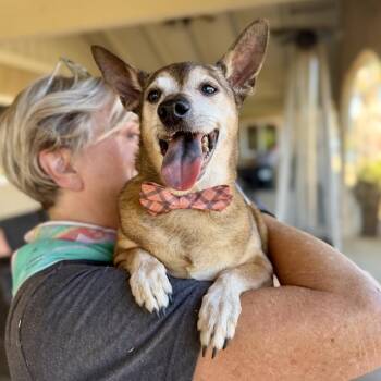 Obama -  Chihuahua Dog for Adoption in Ramona, California - Obama | PetCurious