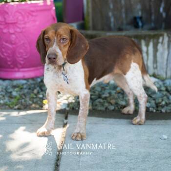 Beagle Dogs Available for Adoption in Wake Forest, North Carolina - Chow | PetCurious