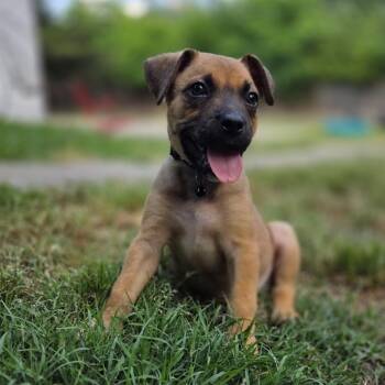 Boxer Dogs Available for Adoption in Chattanooga, Tennessee - Robert De Niro | PetCurious