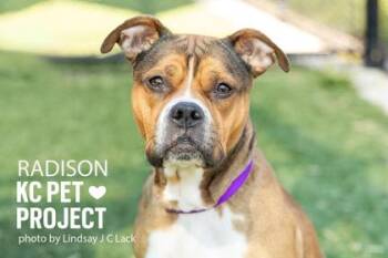 Pit Bull Terrier and Mixed Breed Dogs Available for Adoption in Kansas City, Missouri - Radison | PetCurious