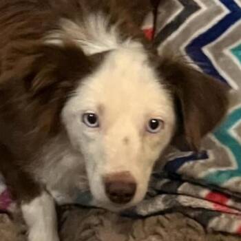 Wren (20260824-01) -  Australian Shepherd Dog for Adoption in Niagara Falls, Ontario - Wren (20260824-01) | PetCurious