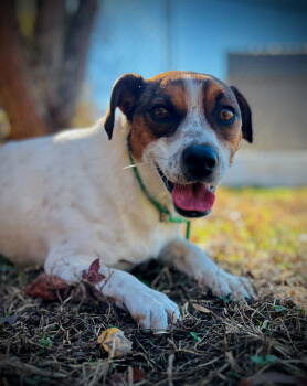 Rescue Terrier Dogs for Adoption in Pacolet, South Carolina - Blaire Dec23 | PetCurious