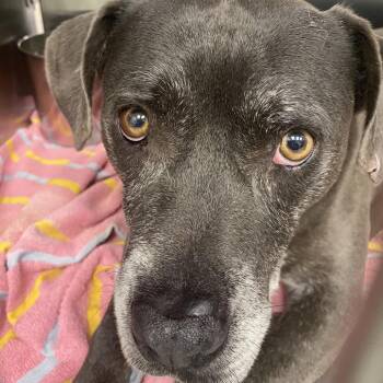 Pit Bull Terrier Dogs Available for Adoption in Abilene, Texas - NAVY | PetCurious