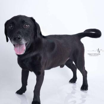 Black Labrador Retriever and Beagle Dogs Available for Adoption in Humble, Texas - Colby Jack  | PetCurious