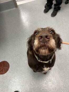 IVY BELLA -  Poodle and Labrador Retriever Dog for Adoption in Indianapolis, Indiana - IVY BELLA | PetCurious