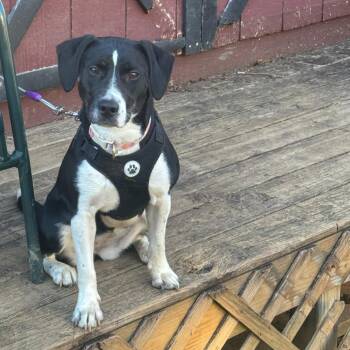 Hound Dogs Available for Adoption in Roanoke, Virginia - Spice | PetCurious