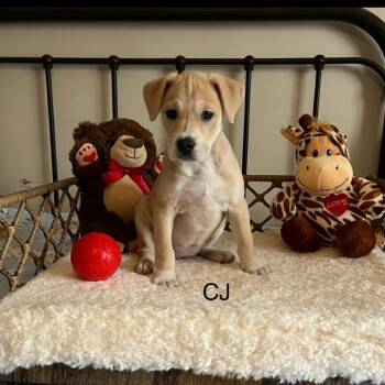 Shepherd Dogs Available for Adoption - CJ TM | PetCurious