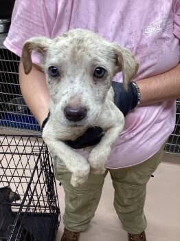Pikachu -  Affenpinscher Dog for Adoption in Nacogdoches, Texas - Pikachu | PetCurious