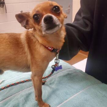 Nico -  Chihuahua Dog for Adoption in Wichita, Kansas - Nico | PetCurious