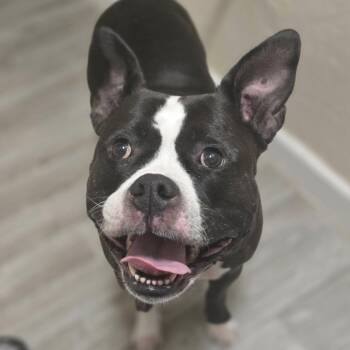 Rescue Pit Bull Terrier Dogs for Adoption in Eugene, Oregon - Zoey | PetCurious