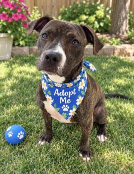 Sable -  Boxer and Terrier Dog for Adoption in Euless, Texas - Sable | PetCurious