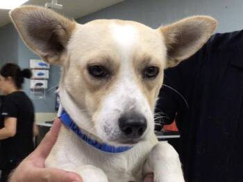 RAY -  Chihuahua and Mixed Breed Dog for Adoption in Riverside, California - RAY | PetCurious