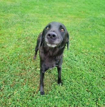 Kassie -  Labrador Retriever Dog for Adoption in Coatesville, Pennsylvania - Kassie | PetCurious