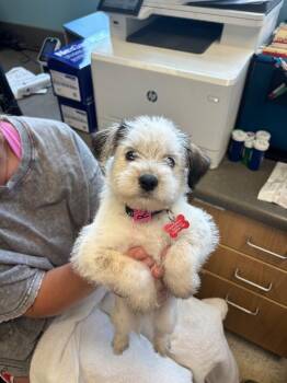 Lucky -  Jack Russell Terrier and Mixed Breed Dog for Adoption in Aiken, South Carolina - Lucky | PetCurious