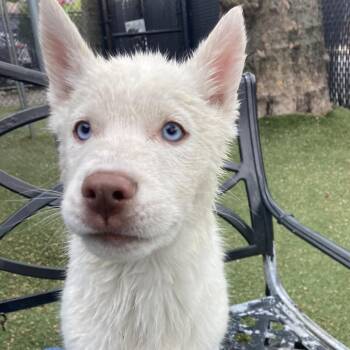 Husky Dogs Available for Adoption in Providence, Rhode Island - Frittata | PetCurious