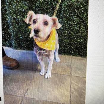 Lida Beeda Boda Butt -  Schnauzer Dog for Adoption in Tacoma, Washington - Lida Beeda Boda Butt | PetCurious