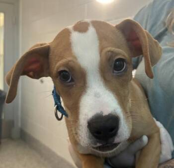 Johnson -  Boxer Dog for Adoption in Golden, Colorado - Johnson | PetCurious