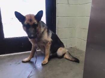 SOLARA -  German Shepherd Dog Dog for Adoption in Tulsa, Oklahoma - SOLARA | PetCurious