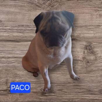 Rescue Pug Dogs for Adoption in Fort Stockton, Texas - Paco | PetCurious