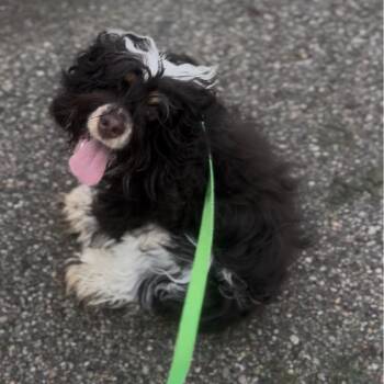 Chloe -  Cocker Spaniel Dog for Adoption in Marysville, Ohio - Chloe | PetCurious
