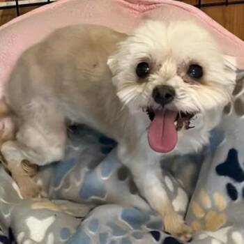 SANDY -  Maltipoo Dog for Adoption in Marana, Arizona - SANDY | PetCurious
