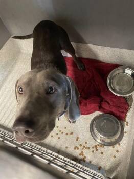 GARY -  Weimaraner and Labrador Retriever Dog for Adoption in Tallahassee, Florida - GARY | PetCurious