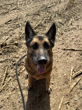 Woofus -  German Shepherd Dog Dog for Adoption in Myerstown, Pennsylvania - Woofus | PetCurious