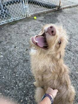 Rescue Wheaten Terrier Dogs for Adoption in Mishawaka, Indiana - Pippa | PetCurious