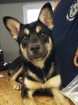 Rescue Shiba Inu and Mixed Breed Dogs for Adoption in West Memphis, Arkansas - Reba | PetCurious