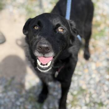 Dahwg -  Labrador Retriever Dog for Adoption in Gloucester, Virginia - Dahwg | PetCurious