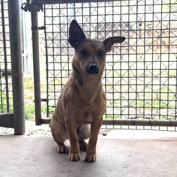 Rescue Chihuahua Dogs for Adoption in Kanab, Utah - Gwendy | PetCurious