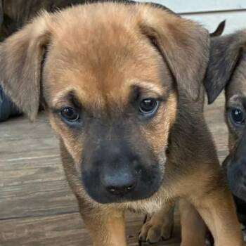 German Shepherd Dog and Boxer Dogs Available for Adoption in Lynchburg, Virginia - Hopper | PetCurious