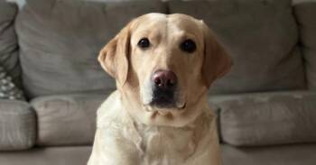 Labrador Retriever Dogs Available for Adoption - River | PetCurious