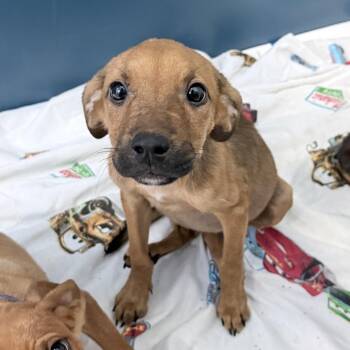 Beatrice -  Mixed Breed Dog for Adoption in Auburn, Alabama - Beatrice | PetCurious