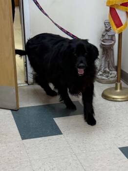 Labrador Retriever Dogs Available for Adoption in Saint Clairsville, Ohio - Bear | PetCurious