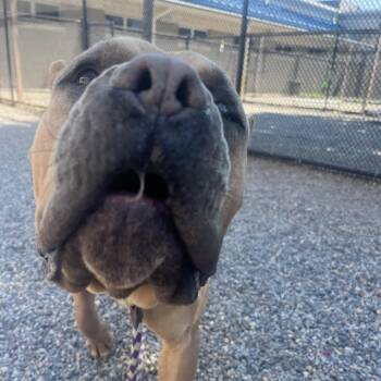 Ford Ranger -  Mastiff Dog for Adoption in York, Pennsylvania - Ford Ranger | PetCurious