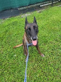 Country Queens - Dolly - Located in FL -  Belgian Shepherd Malinois Dog for Adoption in Imlay City, Michigan - Country Queens - Dolly - Located In FL | PetCurious
