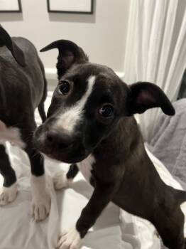 Rescue Labrador Retriever and Pit Bull Terrier Dogs for Adoption in Wake Forest, North Carolina - Daisy | PetCurious