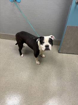 PANDER BEAR -  Pit Bull Terrier Dog for Adoption in Las Vegas, Nevada - PANDER BEAR | PetCurious