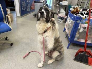 Sweetums -  Great Pyrenees and Mixed Breed Dog for Adoption in Beatrice, Nebraska - Sweetums | PetCurious