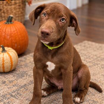 Hendrix -  Labrador Retriever and Catahoula Leopard Dog Dog for Adoption in New Orleans, Louisiana - Hendrix | PetCurious